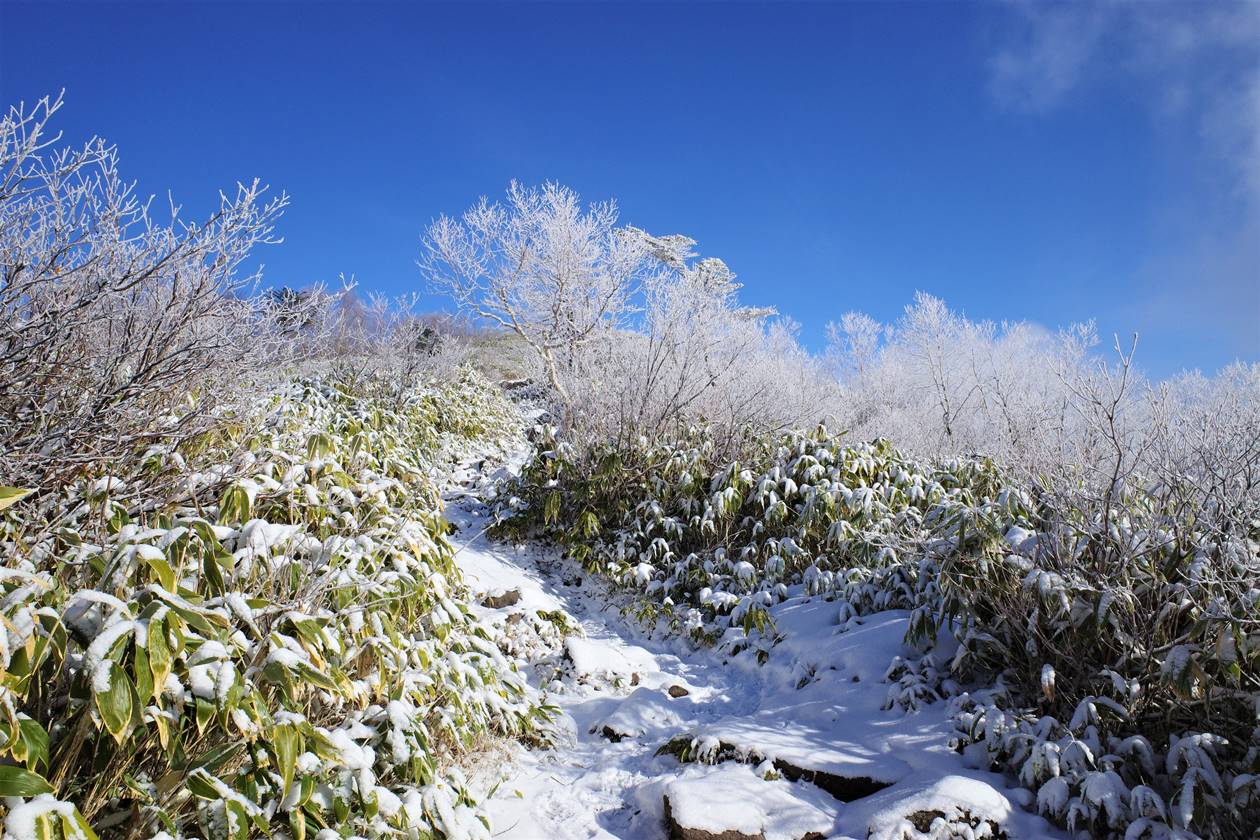 飯縄山の霧氷