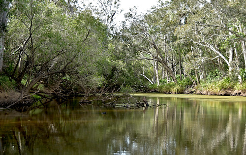 saturdaylandscape nikkor nikkor18200mm nikond5500 water reflections gumtrees bottlebrush meadowvale bundaberg queensland australia 2019