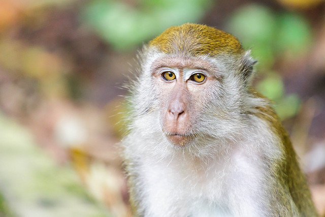 Long tailed macaque in Sumatra - Indonesia