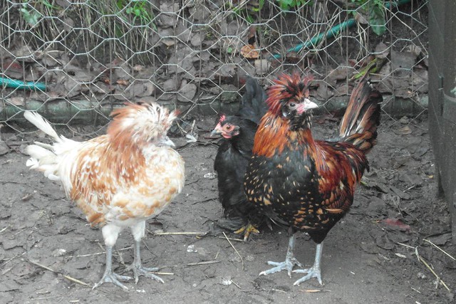 Funky chickens