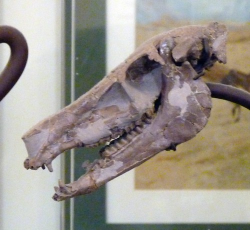 Archaeohippus blackbergi (1-8-19 AMNH Milstein)