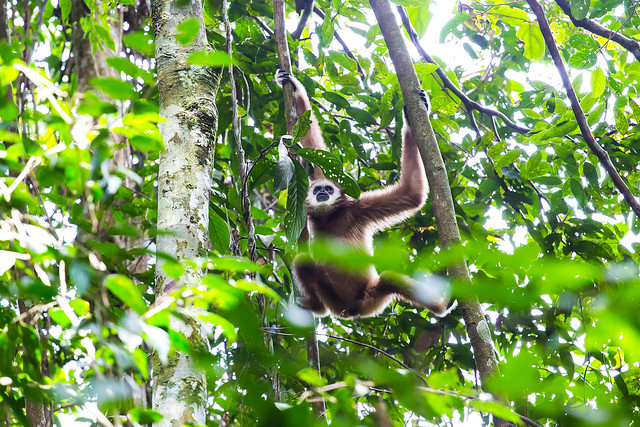Gibbon in Sumatra - Indonesia