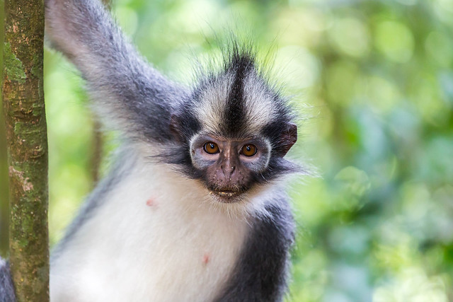 Thomas Leaf Monkey in Sumatra - Indonesia