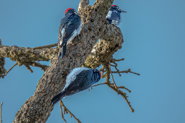 The Granary of Acorn Woodpeckers