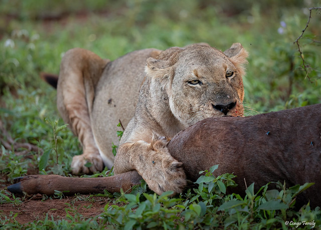 Lioness with prey (Wildebeest)