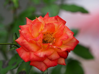 Orange rose | Orange rose in Takano, Ritto City | Greg Peterson | Flickr