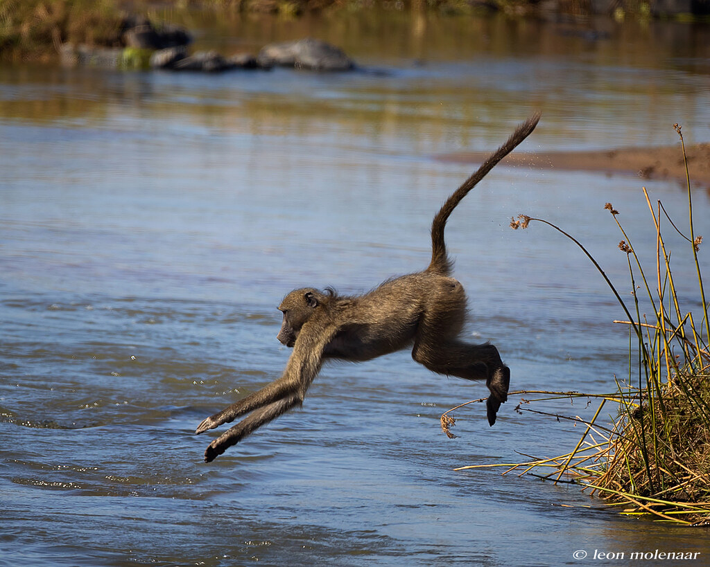 How to cross the Olifants River