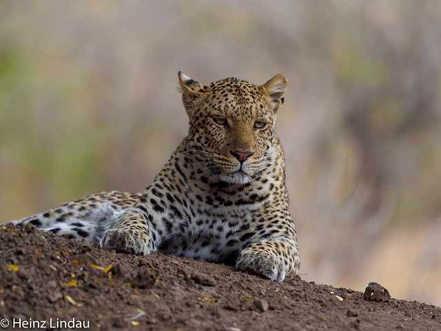 Leopard Mashatu