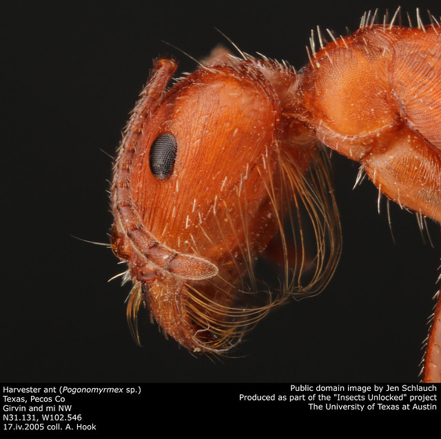 Harvester ant (Pogonomyrmex sp.)