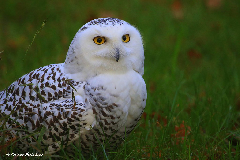 Snowy Owl staring - Bubo scandiacus, Hóbagoly - Χιονισμένη… | Flickr