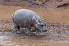 Image: Baby Hippo on the Mara River