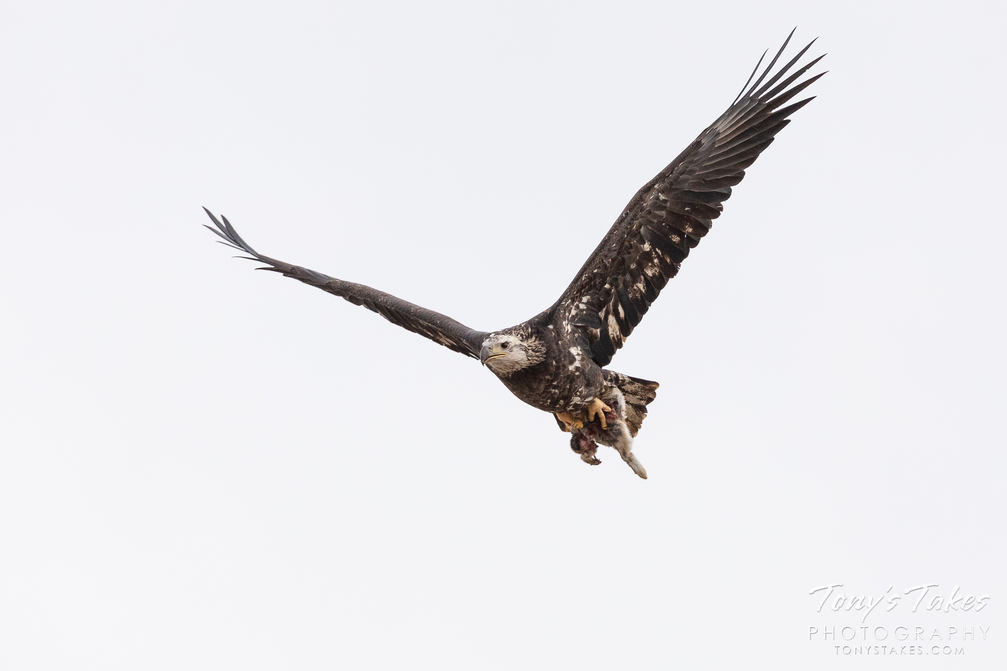 A young bald eagle flies by with a rabbit in its talons. (© Tony’s Takes)