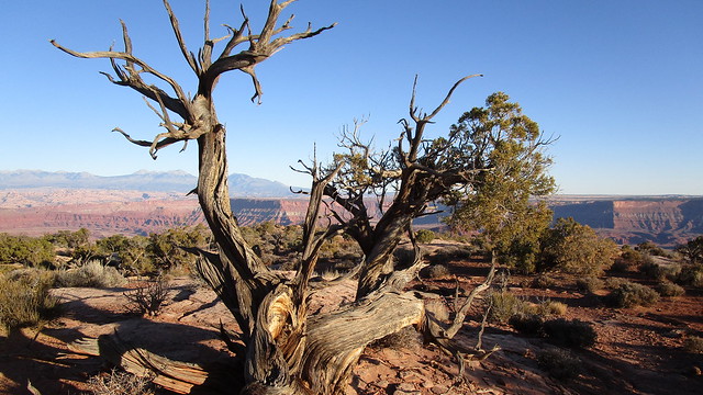 Utah - Dead Horse Point SP -- on a trail - extreme conditions characterize the nature of the Canyonland