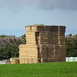 Tall Hay Stack                                