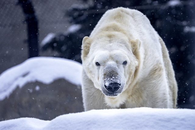 Neil, a 24 year old polar bear at Como Zoo in St Paul, Minnesota