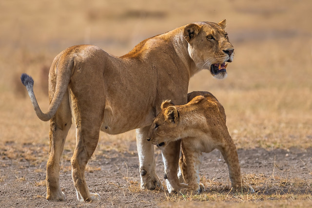 Mother... A safe zone, Serengeti NP, Tanzania