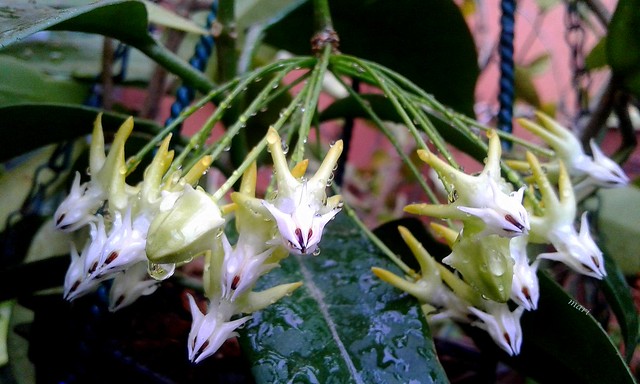 Hoya Multiflora Withe Margins