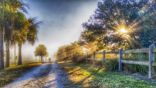 pixel3xl sunriselovers sunriselight sunrises landscapes foggy sunrays trees