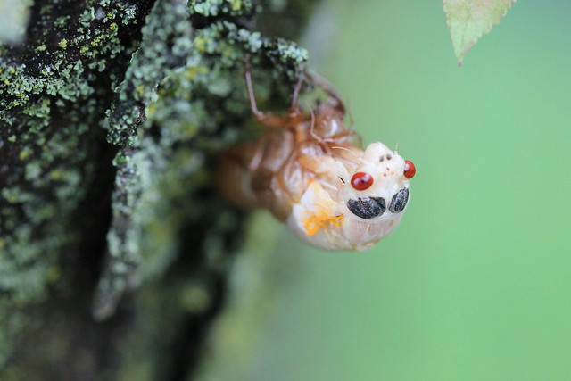 Cicada emergence in Oxford, Ohio