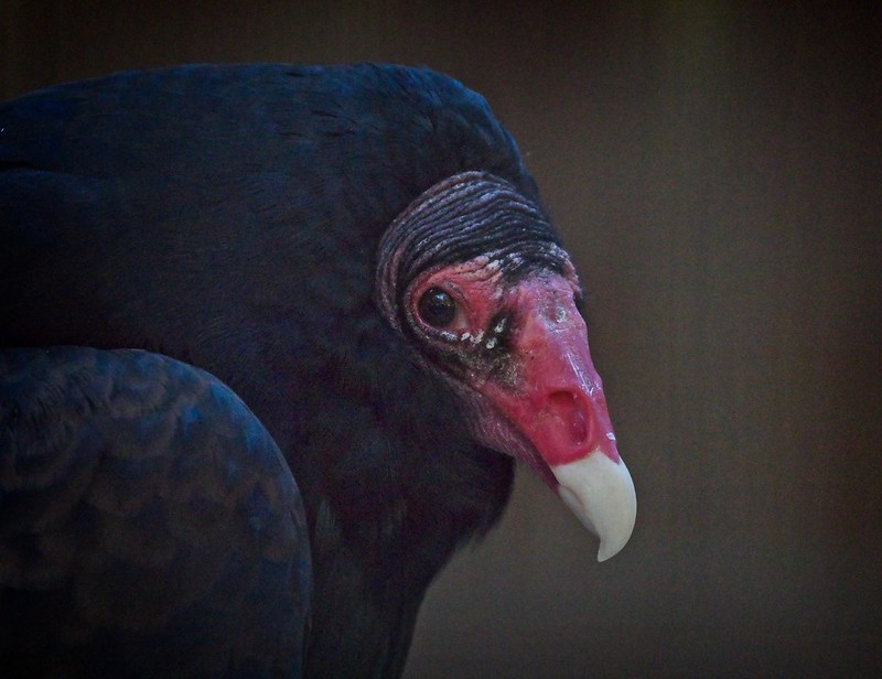 Friendly Turkey Vulture