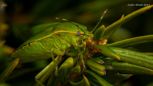 Green Stink Bug Stack 2