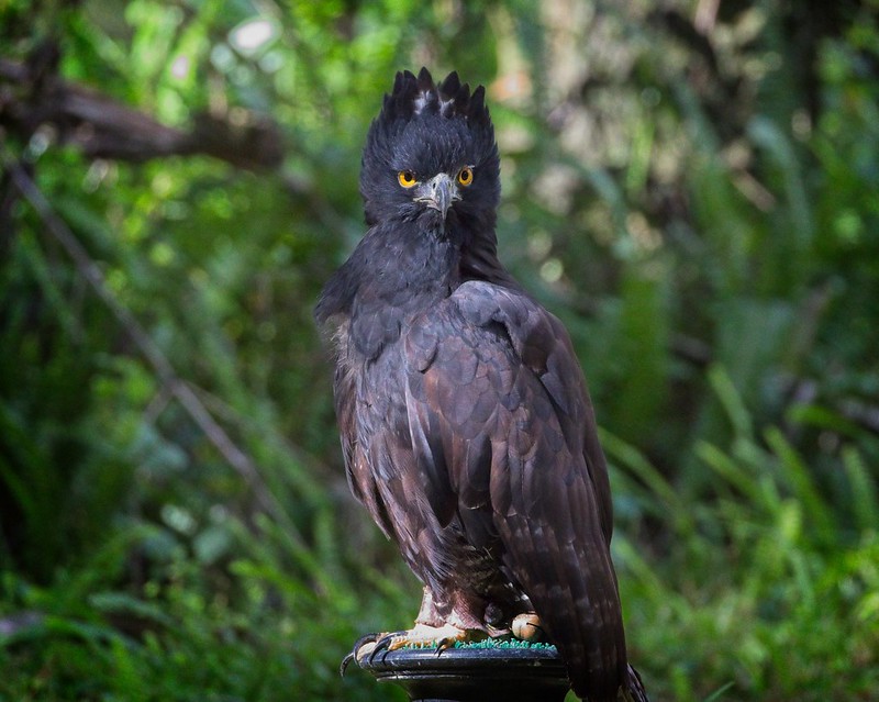 The piercing gaze of a Tyrant Hawk-Eagle