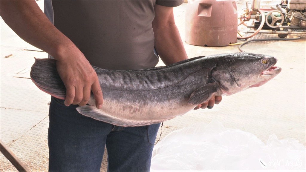 魚虎早年被當成觀賞魚引入台灣販賣，因為任意放流，而進入自然環境中。