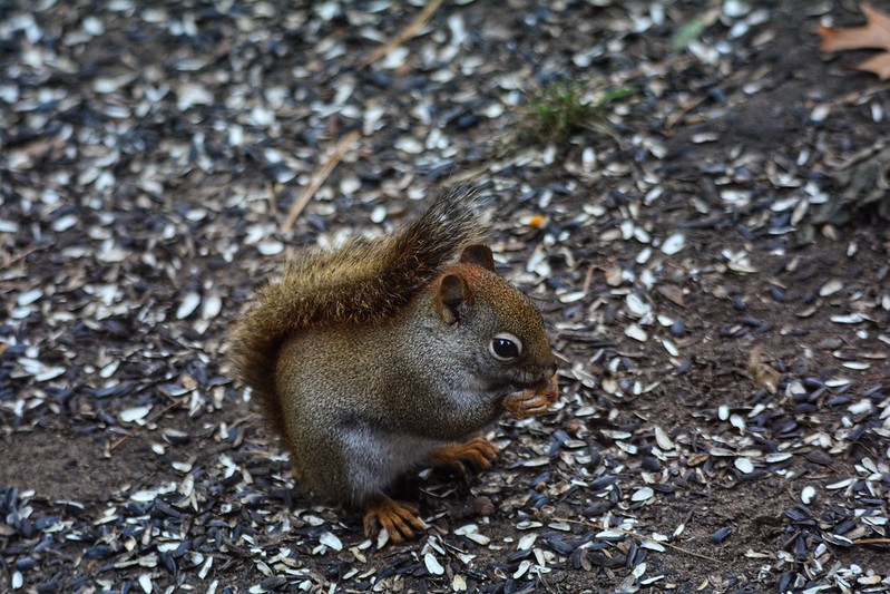 Red squirrel at Indiana Dunes State Park