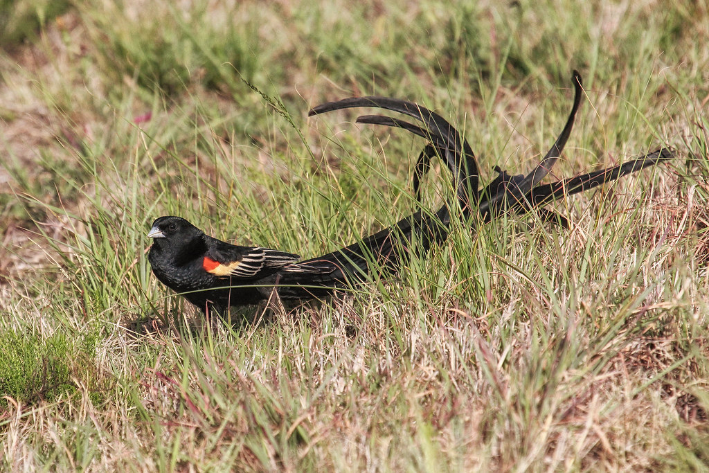 Long-tailed Widowbird (Euplectes progne) Длиннохвостый бар… | Flickr
