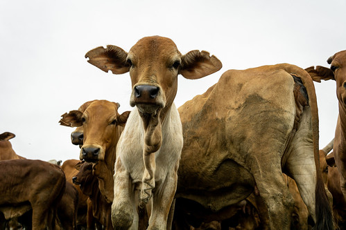 Programme for Climate-smart Livestock Systems (PCSL) team retreat: Cattle at ILRI's Kapiti farm