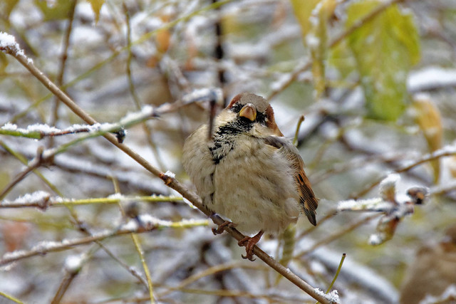 Fluffed up sparrow