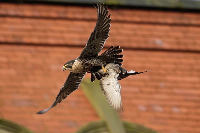 Peregrine falcon, female with prey