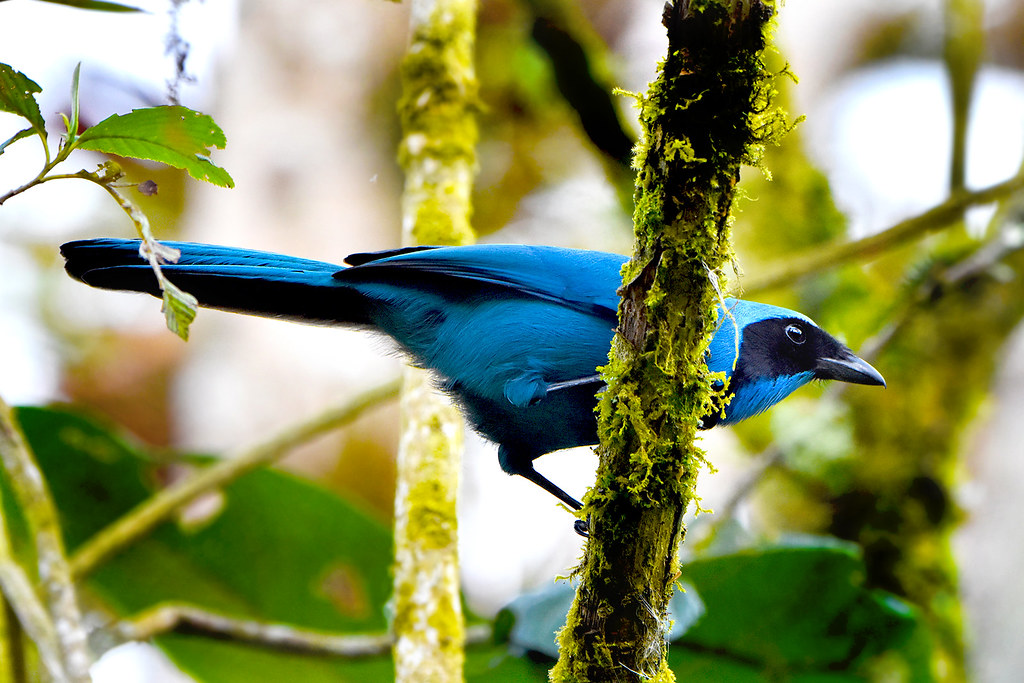 Turquoise Jay in Ecuador | This Turquoise Jay, Cyanolyca tur… | Flickr