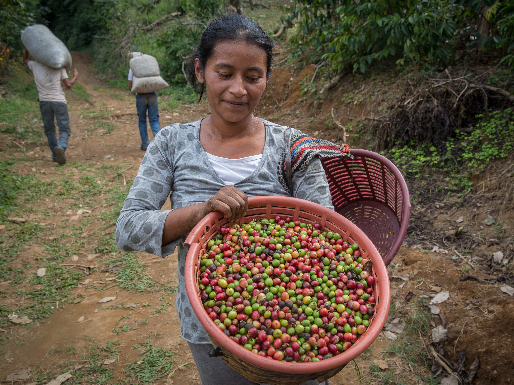 Nguồn gốc của cà phê thương mại bình đẳng - Fair Trade Coffee (1)