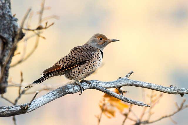 Northern Flicker (Colaptes auratus) Red-shafted Female