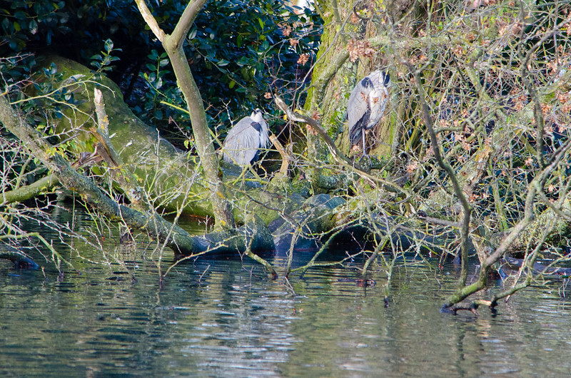 Three herons, boating lake island, winter sun