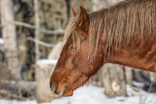 Wild Horses | by 21orion