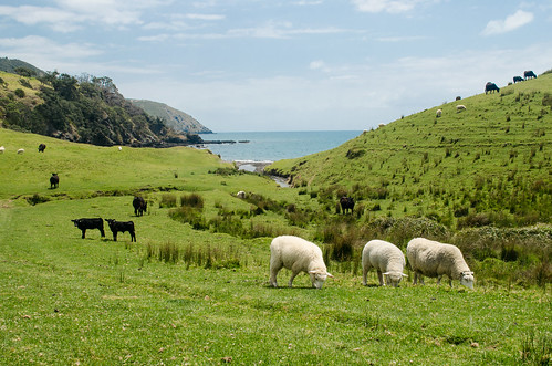 newzealand sheep pacificocean cow pasture grass green nikon d5100 1855mm coromandel landscape