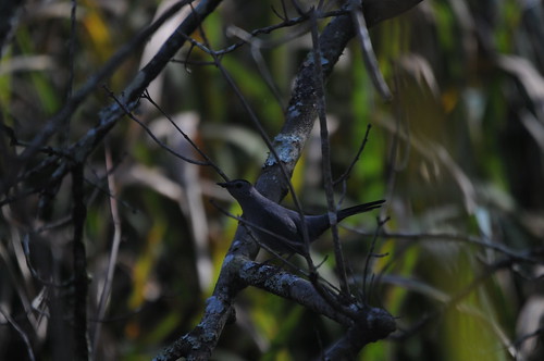 louisiana ponchatoula joycewildlifemanagement lakeponchartrain swamp graycatbird dumetellacarolinensis