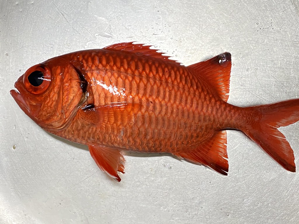 Conzo Fish IMG_3375 | condle | Flickr