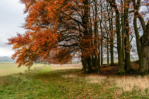 tumulus barrow burial mound ancient neolithic avebury ridgeway unesco worldheritagesite beech tree landscape wiltshire