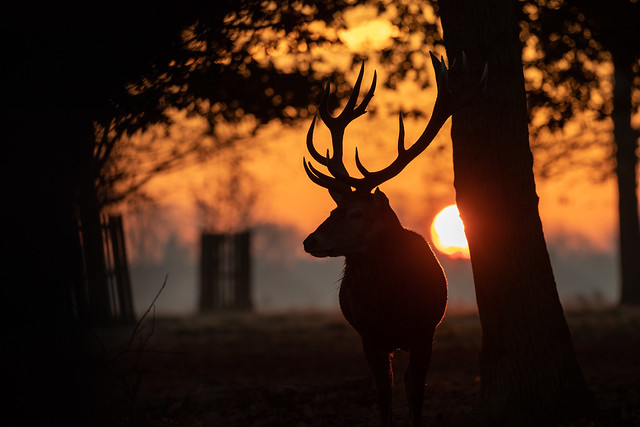 Sunrise stag