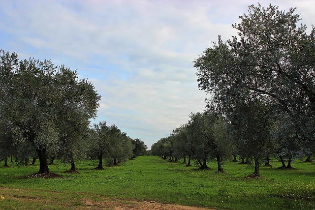 IMG_6670 Provence Olive Trees