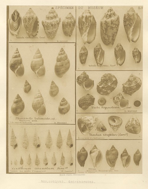 Bisson Frères - Mollusques. Gasteropodes, 1853