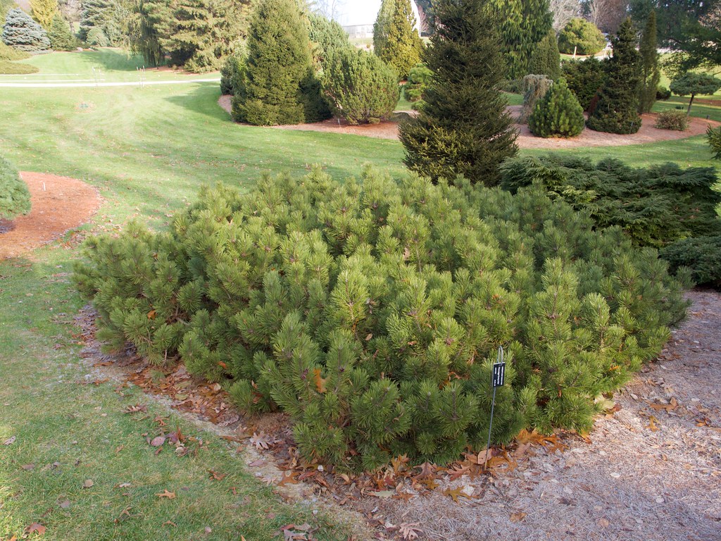 diagonaal Misverstand Bewust Pinus mugo 'Corley's Mat' () 2019 photo | Pinus mugo 'Corley… | Flickr