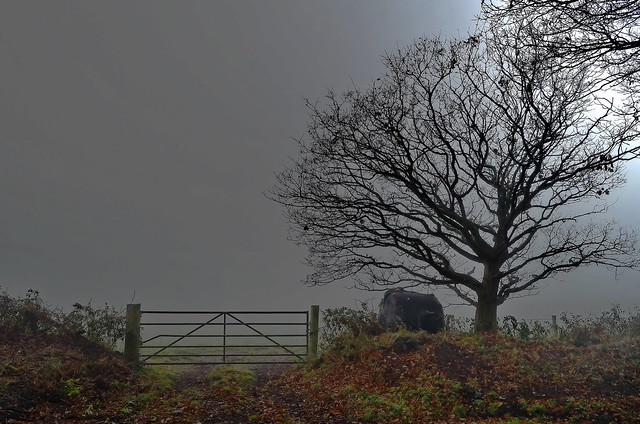 Misty gate and tree.