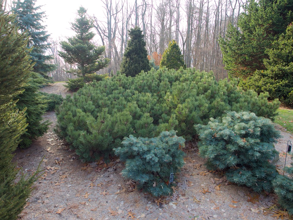 diagonaal Misverstand Bewust Pinus mugo 'Corley's Mat' () 2019 photo | Pinus mugo 'Corley… | Flickr