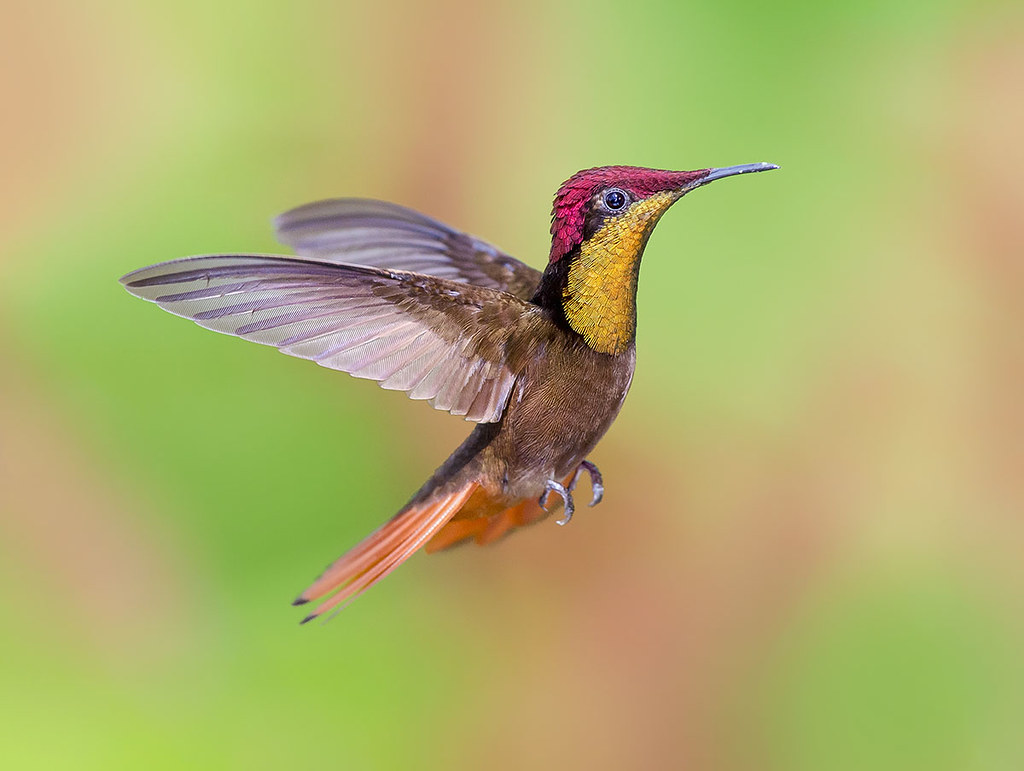 Ruby Topaz Hummingbird in flight dancing in the air, Tucusito Rubi, Trinidad. Chrysolampis mosquitus.