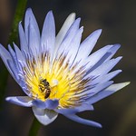 Water Lily With Bee