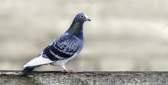 just a pigeon on the wooden fence